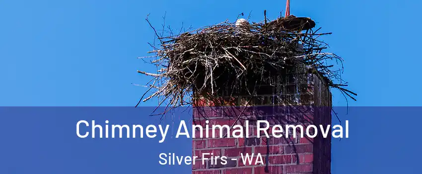  Chimney Animal Removal Silver Firs - WA