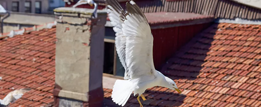 Residential Chimney Animal Removal Solution in Silver Firs, WA