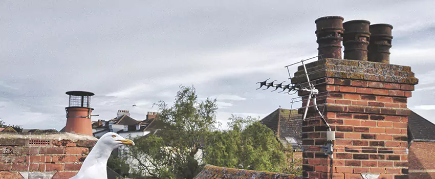 Chimney Cleaning And Restoration in Silver Firs, Washington